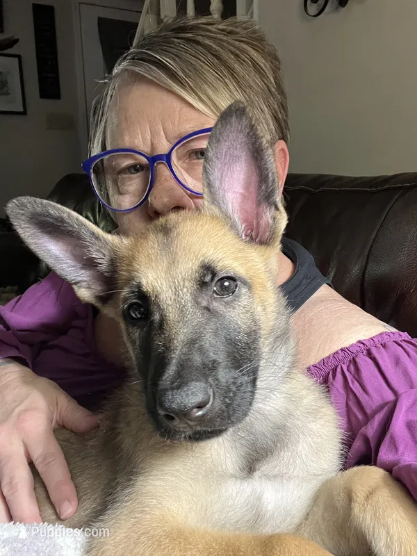 Sunny  – Belgian Malinois, German Shepherd Dog puppy for sale in Raleigh, NC