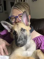 Sunny , a male Belgian Malinois and German Shepherd Dog for sale in Raleigh, NC – 1 of 10
