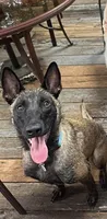 Rose, a female Belgian Malinois and German Shepherd Dog for sale in Raleigh, NC – Photo 7 of 10