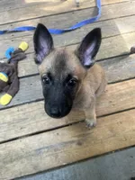 Rose, a female Belgian Malinois and German Shepherd Dog for sale in Raleigh, NC – Photo 2 of 10