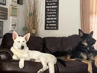 Rose, a female Belgian Malinois and German Shepherd Dog for sale in Raleigh, NC – Photo 6 of 10