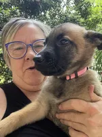 Rose, a female Belgian Malinois and German Shepherd Dog for sale in Raleigh, NC – Photo 1 of 10