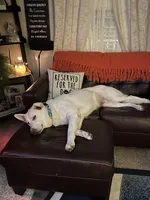 Rose, a female Belgian Malinois and German Shepherd Dog for sale in Raleigh, NC – Photo 5 of 10