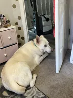 Sunny , a male Belgian Malinois and German Shepherd Dog for sale in Raleigh, NC – 9 of 10