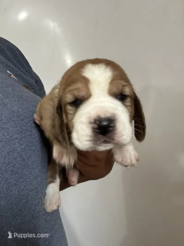 Fletcher  – Basset Hound puppy for sale in Newton Grove, NC