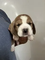 Fletcher , a male Basset Hound for sale in Newton Grove, NC – 1 of 1