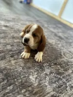 Fletcher , a male Basset Hound for sale in Newton Grove, NC – 6 of 9