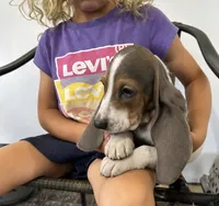 Bluey , a male Basset Hound for sale in Newton Grove, NC – 3 of 3