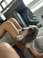 Bluey , a male Basset Hound for sale in Newton Grove, NC – 8 of 10