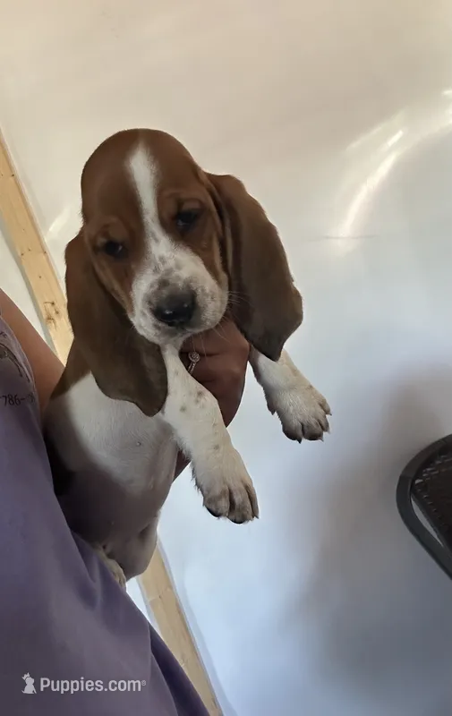 Daisy  – Basset Hound puppy for sale in Newton Grove, NC