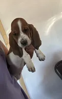 Daisy , a  Basset Hound for sale in Newton Grove, NC – 1 of 1