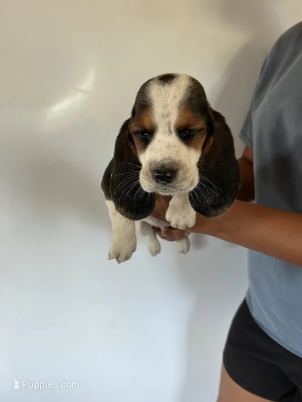 Daisy – Basset Hound puppy for sale in Newton Grove, NC