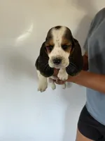 Daisy, a female Basset Hound for sale in Newton Grove, NC – 1 of 1
