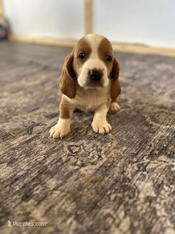 Remy  – Basset Hound puppy for sale in Newton Grove, NC