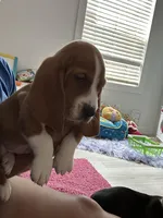 Fletcher , a male Basset Hound for sale in Newton Grove, NC – 9 of 9