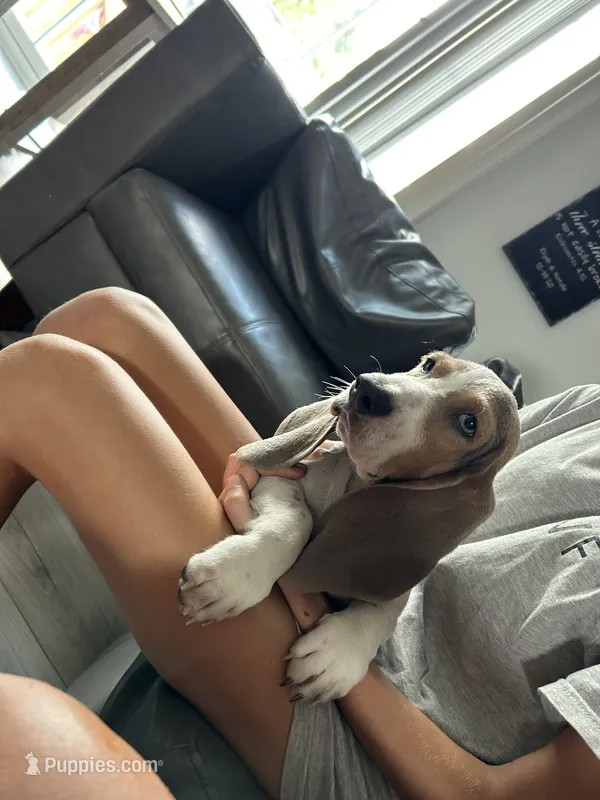 Bluey  – Basset Hound puppy for sale in Newton Grove, NC