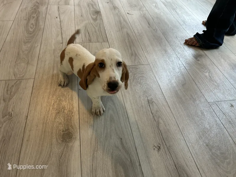 Hank  – Basset Hound puppy for sale in Newton Grove, NC