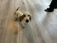Hank , a male Basset Hound for sale in Newton Grove, NC – 1 of 4