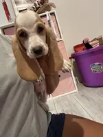 Max, a male Basset Hound for sale in Newton Grove, NC – 1 of 5