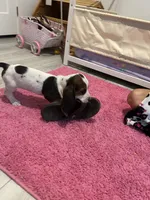 Dolly, a female Basset Hound for sale in Newton Grove, NC – 1 of 4