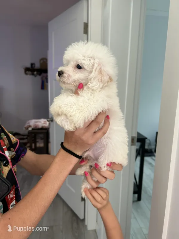 Fenix  – Poodle - Toy  puppy for sale in Newton Grove, NC