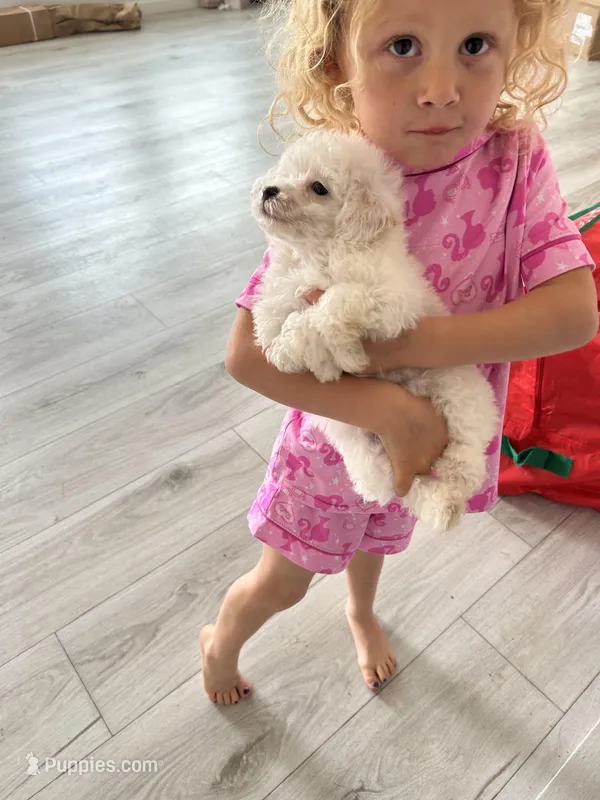 Fenix  – Poodle - Toy  puppy for sale in Newton Grove, NC