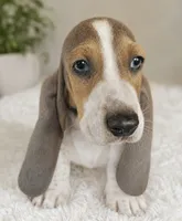 Bluey , a male Basset Hound for sale in Newton Grove, NC – 2 of 3