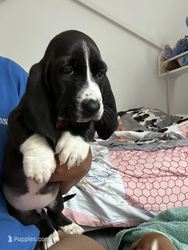 Jewel  – Basset Hound puppy for sale in Newton Grove, NC
