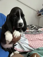 Jewel , a female Basset Hound for sale in Newton Grove, NC – 1 of 10