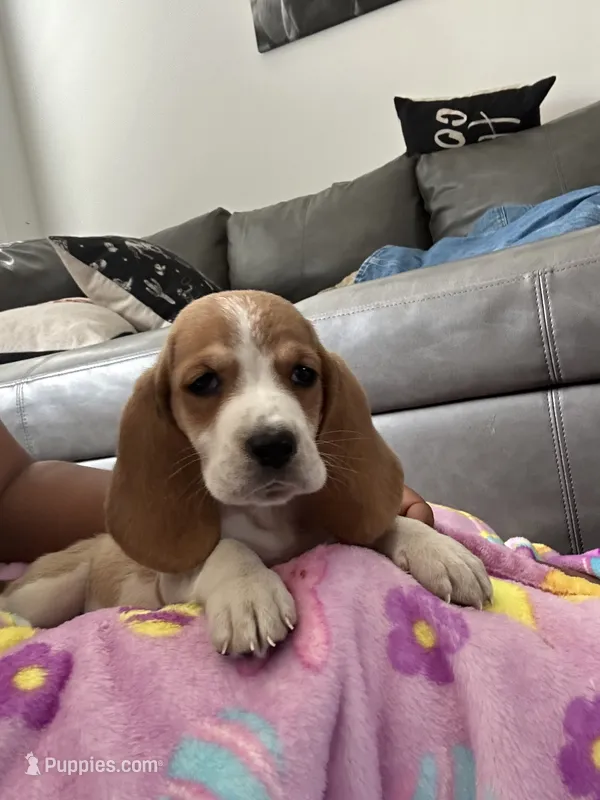 Daisy – Basset Hound puppy for sale in Newton Grove, NC