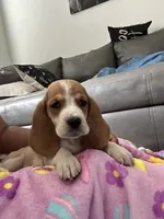 Daisy, a female Basset Hound for sale in Newton Grove, NC – 3 of 4
