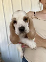 Bluey , a female Basset Hound for sale in Newton Grove, NC – Photo 5 of 6