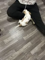 Bluey , a female Basset Hound for sale in Newton Grove, NC – Photo 6 of 6