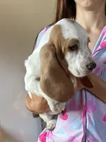 Bluey , a female Basset Hound for sale in Newton Grove, NC – 9 of 9