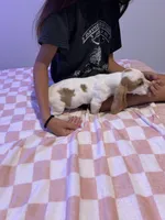 Bluey , a female Basset Hound for sale in Newton Grove, NC – 8 of 9