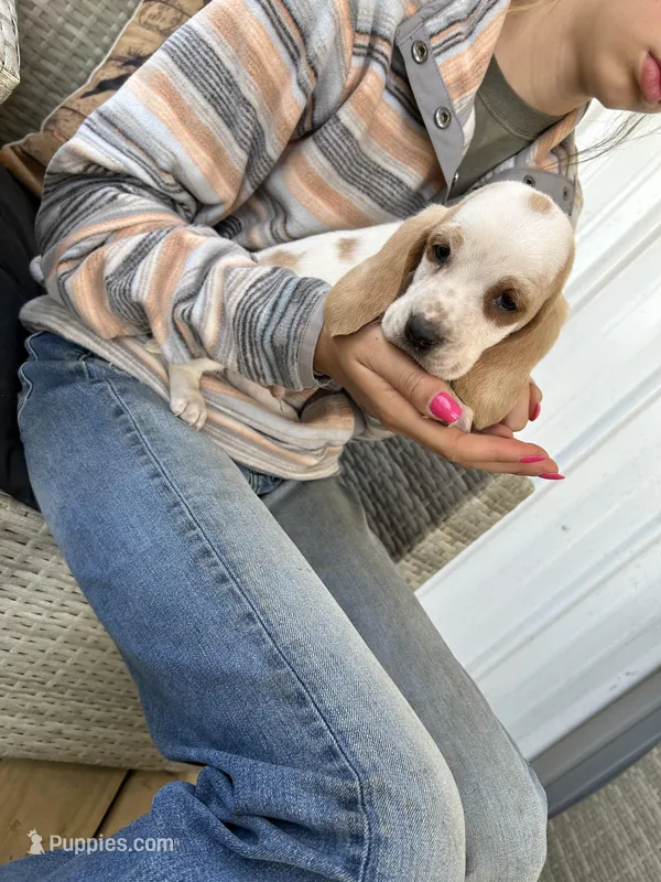 Bluey  – Basset Hound puppy for sale in Newton Grove, NC