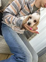 Bluey , a female Basset Hound for sale in Newton Grove, NC – Photo 2 of 6