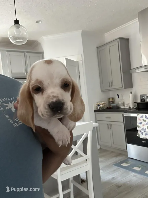 Bluey  – Basset Hound puppy for sale in Newton Grove, NC