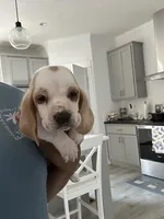 Bluey , a female Basset Hound for sale in Newton Grove, NC – Photo 3 of 6