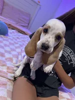 Bluey , a female Basset Hound for sale in Newton Grove, NC – 1 of 9