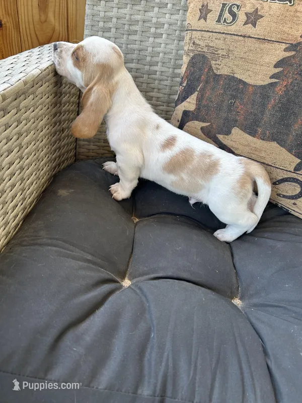 Bluey  – Basset Hound puppy for sale in Newton Grove, NC
