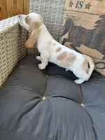 Bluey , a female Basset Hound for sale in Newton Grove, NC – Photo 1 of 6