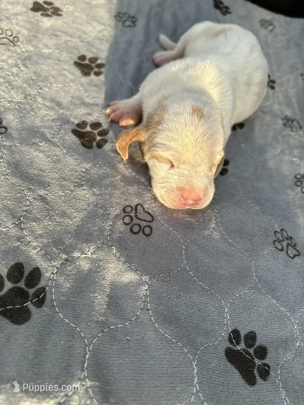 Bluey  – Basset Hound puppy for sale in Newton Grove, NC