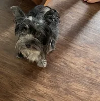 Tiny Tim , a male Morkie for sale in Newton Grove, NC – 6 of 7