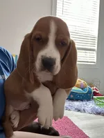 Fletcher , a male Basset Hound for sale in Newton Grove, NC – 1 of 9