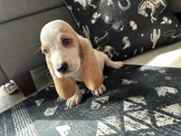 Max, a male Basset Hound for sale in Newton Grove, NC – 3 of 5