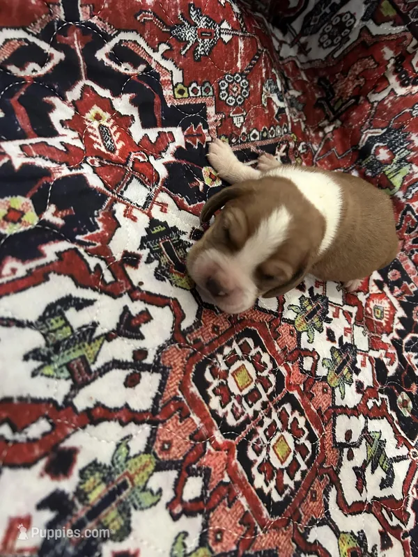 Jaxson , a male Basset Hound for sale in Newton Grove, NC – Photo 1 of 2