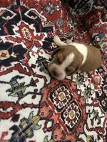 Jaxson , a male Basset Hound for sale in Newton Grove, NC – Photo 1 of 2