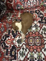 Jaxson , a male Basset Hound for sale in Newton Grove, NC – Photo 2 of 2