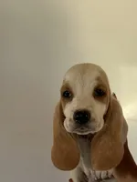 Max, a male Basset Hound for sale in Newton Grove, NC – 2 of 2